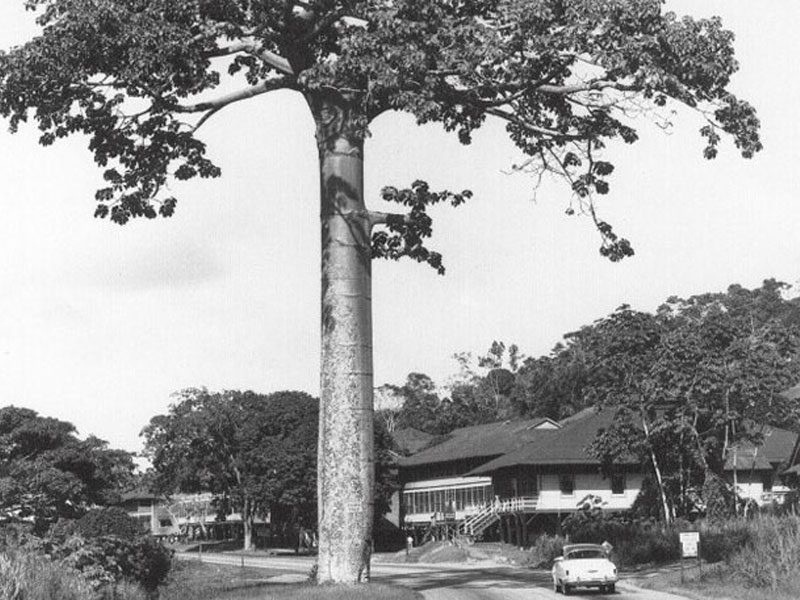 Big old Cuipo tree - Red Tank landmark